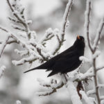 svarttrost-vinter-5