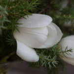 tulipanbukett-variant