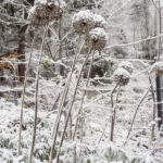 allium-vinterhage-2