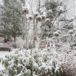 allium-vinterhage-3