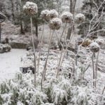 allium-vinterhage-4