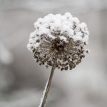 allium-vinterhage