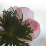 anemone