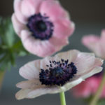 anemone-2