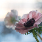 anemone-3