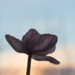 anemone-4