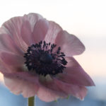 anemone-5