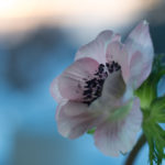 anemone-6
