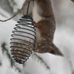 meisebolleholder-ekorn-meisebolle