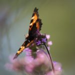 sommerfugl-kjempeverbena