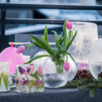 vinter-gmn-tulipan-islykt