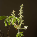 blomster-grener-5