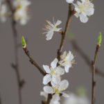 blomster-grener-7