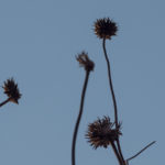 frostender-4