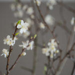 fruktgrener-blomster