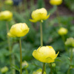 sissinghurst-planter-2