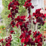 sissinghurst-planter-4