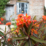 sissinghurst-planter-5