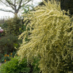 sissinghurst-planter-7