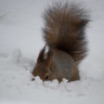 Ekorn-vinter-snoe-2