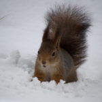 Ekorn-vinter-snoe-3