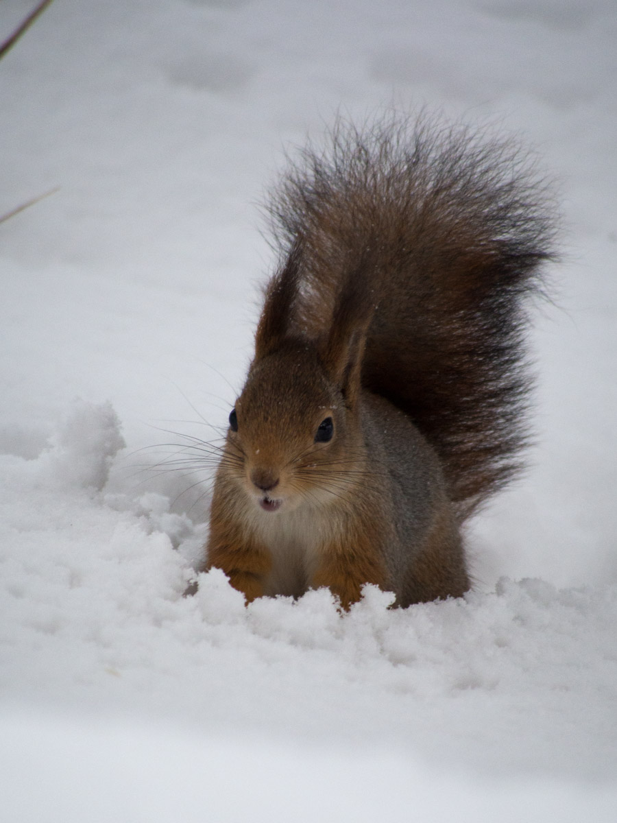 Ekorn-vinter-snoe-3