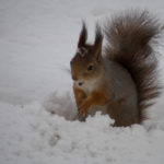 Ekorn-vinter-snoe-4