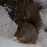 Ekorn-vinter-snoe-5