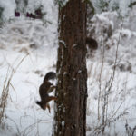 Ekorn-vinter-snoe-6