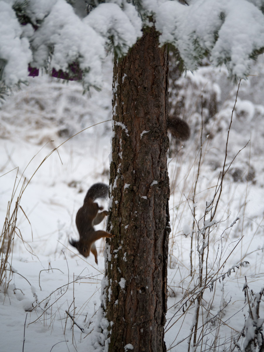 Ekorn-vinter-snoe-6