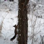 Ekorn-vinter-snoe-7