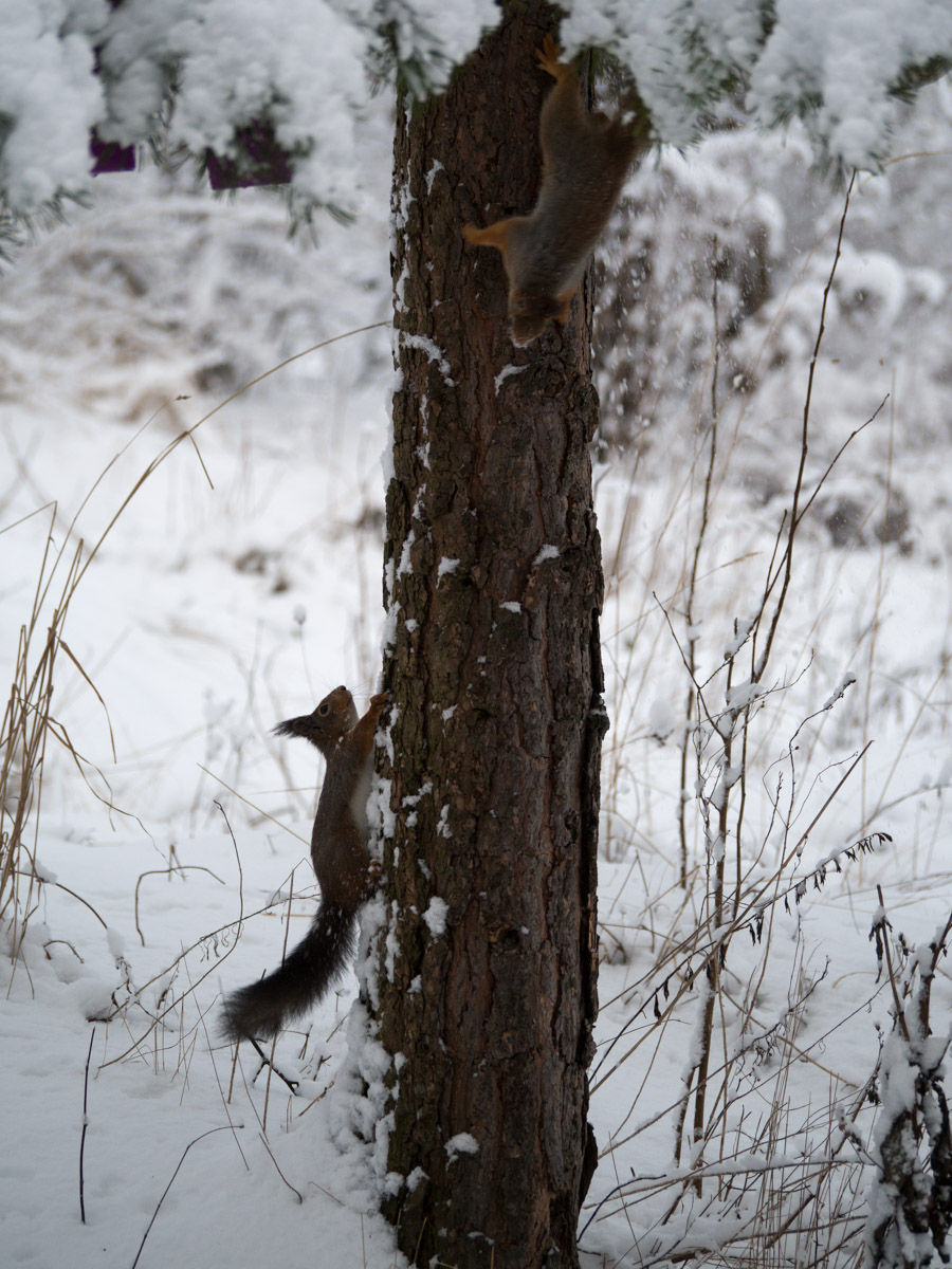 Ekorn-vinter-snoe-7