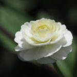 hagedrommer-3