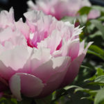 hagedrommer-4