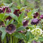 helleborus-julerose