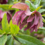 helleborus-julerose-2
