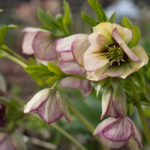 helleborus-julerose-3