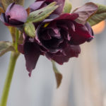 helleborus-julerose-4