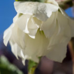 helleborus-julerose-5