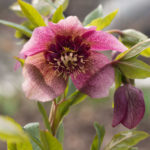 helleborus-julerose-6