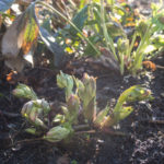 helleborus-klippet-ned