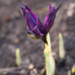 iris-george