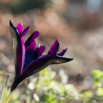 iris-vaar