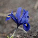 iris-vaar-2