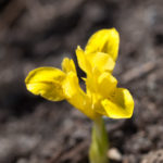iris-vaar-5