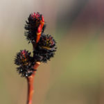 salix