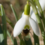 snoklokker-4