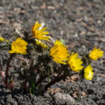 vaarblomster