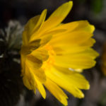 vaarblomster-2