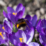 vaarblomster-3